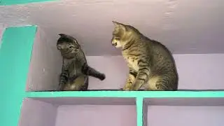 Adorable Feline Wrestle Match! | Cat Play Fight