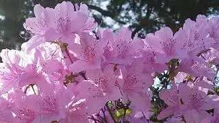 Nighttime Flowers &ndash; Neon Lights and City Rhythms Stock Footage