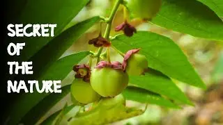 Japan Batu (sauropus androgynus) | Secret Of The Nature | Episode 1