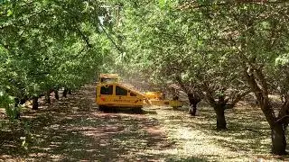 Almond Harvest