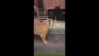 Periscope TV | 14 04 2016 Кормление хищников,Askold Zapashny.Tigers & lions feeding.