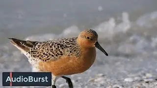 A Story Of Survival: A Tiny Bird And A 19,000 Mile Journey