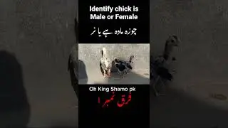How to identify chick is male or female | Chuzy ki pehchan k nar ha ya mada | Farq number 1 #chicks