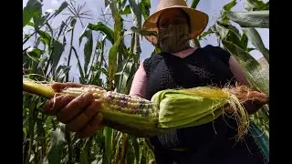 Ma&iacute;z Transg&eacute;nico vs  Nativo Mini Documental