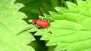 Beetle explores 'stinging nettle' leaves