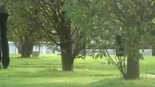 Joyful Trees Rotating in a Park