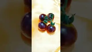 Indigo Blue Berries Cherry Tomato - Bangladesh