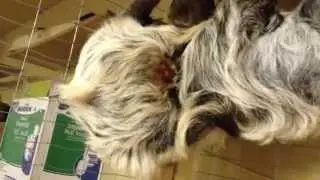 Sloth Breeding Part 2: Amazing up-close footage of our two-fingered sloths breeding to completion!