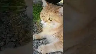 #top #cat