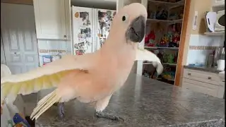 Drying Off! This might be more fun than the bath! 🛀 
