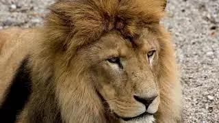 No Copyright Videos - Lion - The King of the Jungle Lions Video Footage -Animal - No Copyright Zone