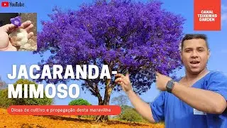 JACARANDÁ MIMOSO - Uma das árvores mais belas do Brasil #jacarandamimosaefolia  #arvores