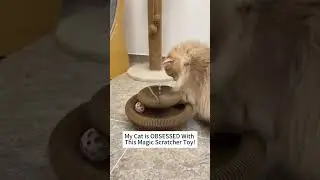funny cat, cute kitten, cat shorts, viral cat, fyp, adorable cat
