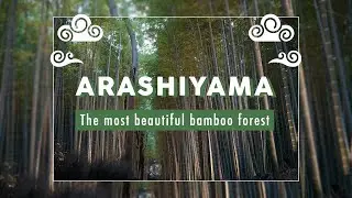 The Most Beautiful Bamboo Forest - Arashiyama