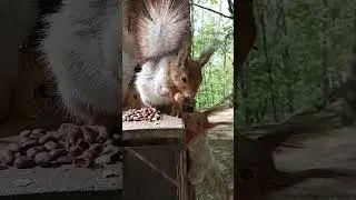 Много голодных белок / Lots of hungry squirrels