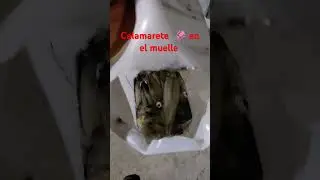 Carnada para el r&oacute;balo 🦑🦑🦑 calamarete del muelle 🎣🎣🎣#calamar #calamares #robalo #pesca #muelles