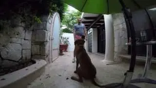 rhodesian ridgeback 6 months,basic training