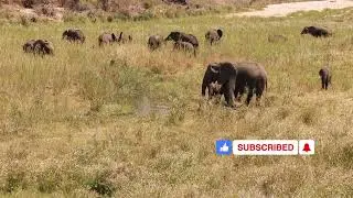 Peaceful Elephant Herd - Kruger National Park #elephants #wildlife #kruger