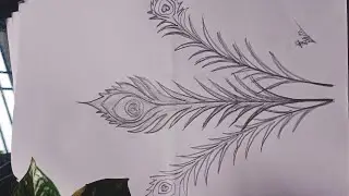Beautiful Feathers Drawing Idea।। How to make a peacock feather drawing with pencil।। ময়ূর পালক অংকন