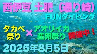 西伊豆 土肥（通り崎）FUNダイビング タカベ祭り&times;アオリイカ産卵祭り 開催中！（2025年8月5日）