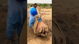 Camel Water Journey &ndash; Life in Thar Desert