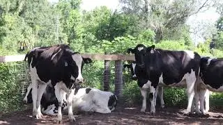 UF/IFAS Department of Animal Sciences Research Highlight: Dr. Albert De Vries