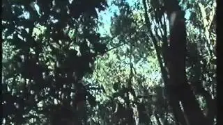 BBC Amazon The Flooded Forest 07.avi