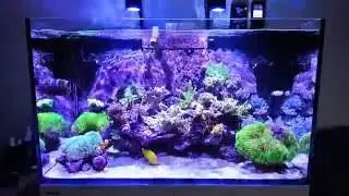 Red Sea REEFER 250. 14 months!!!!!!!