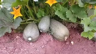 noisy rooster