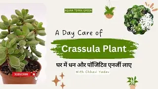 घर में धन और शांति लाने वाला पौधा | Crassula Plant🌿Care #AquaaTerraGreen #crassula @AquaTerraGreen