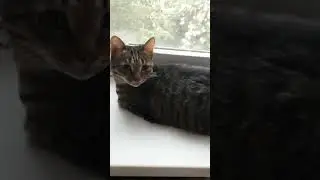 бесконечное видео |cat tvX| #бесконечность