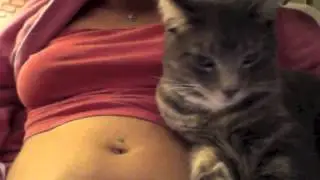 Kitten loves bellybuttons