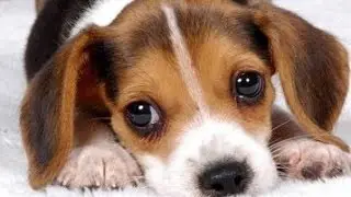Kutush The Beagle! The Cute Beagle Dog #youtubevideo #beagle #puppylove