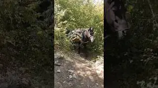 Samarica iznos drva sa vi&scaron;e konja