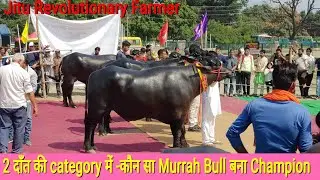 👍FOR SALE- किस शानदार- उबरते हुए SUPER MURRAH BULL ने जीता 2 दाँत का खिताब👍. @Doon Competition.