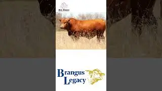 Brangus Auction Entry &ndash; Boel Burger Brangus | Brangus Legacy Auction 2025