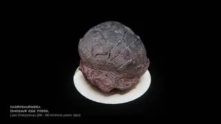 Hadrosauroidea Dinosaur Egg Fossil - 3D scan model