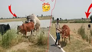 COW Meeting  || Aaj kafi dinon ke bad || घर से निकली गाय 🥰 || #dailyvlog #cow