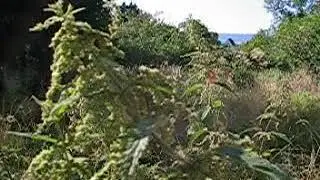 Rauchende Brennnesselm&auml;nnchen - der Film