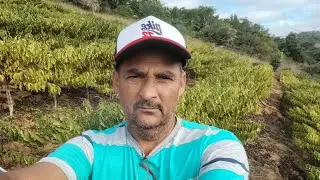 Veja ó que faz ó café fica amarelo