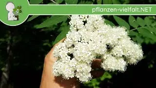 Vogelbeere / Eberesche - Bl&uuml;te/Bl&uuml;ten 2 - 29.04.18 - heimische B&auml;ume bestimmen