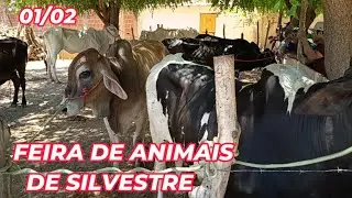 Feira de animais de Silvestre (01/02/26)