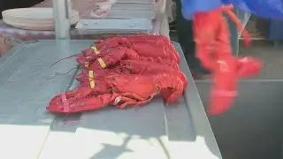 Judge dismisses PETA's lawsuit against Maine Lobster Festival in Rockland