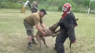 Andante Bandog &ldquo;Ego Andante