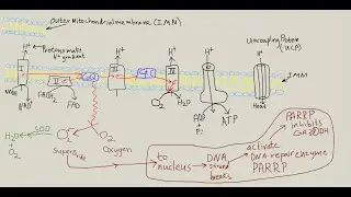 Diabetes complications, unifying theory, & how to avoid diabetes