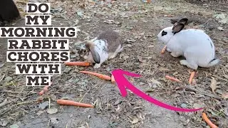Do my morning rabbit chores with me ❤️