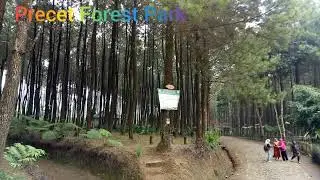 hutan pinus PRECET FOREST PARK WAGIR SUMBERSUKO MALANG