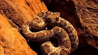 Most spectacular Eagle vs Snake compilation -Amazing Animals Snake Python -Compilation 2020 #79-CA