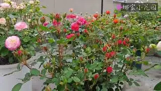 （闲聊）为什么你的月季春天不爱出笋？Why doesn't your rose like to shoot in spring?