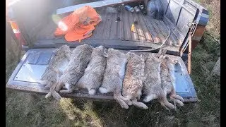 First rabbit hunt of 2020. I LIMITED OUT!!!!